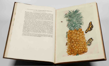 Over de Voortteling en Wonderbaerlyke Veranderingen der Surinaamsche Insecten, third Dutch edition of the magnus opus by Maria Sibylla Merian, with 72 plates (Jean Frederic Bernard, Amsterdam, 1730)